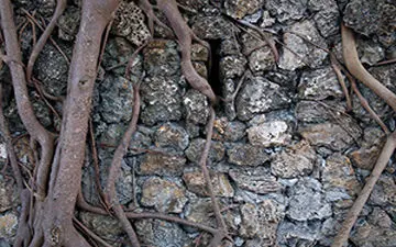 مهربانی هندی‌ها با درختان