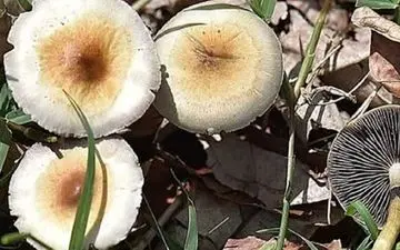  5 نفر بخاطر قارچ سمی راهی بیمارستان شدند