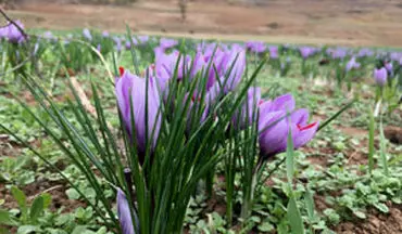 آغاز برداشت زعفران در روستای سیب چال + فیلم