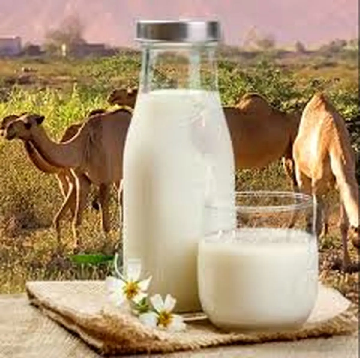   با خواص شیر شتر بیشتر آشنا شوید| باورتان نمی شود اینهمه خاصیت داشته باشد! 