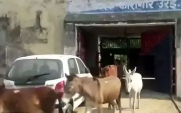 عجیب اما واقعی/ این 8 خر به حکم دادگاه زندانی شدند!!
