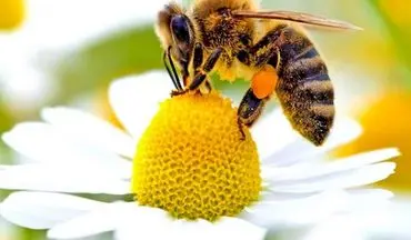 
معجزه زنبور عسل را نباید دست کم گرفت!