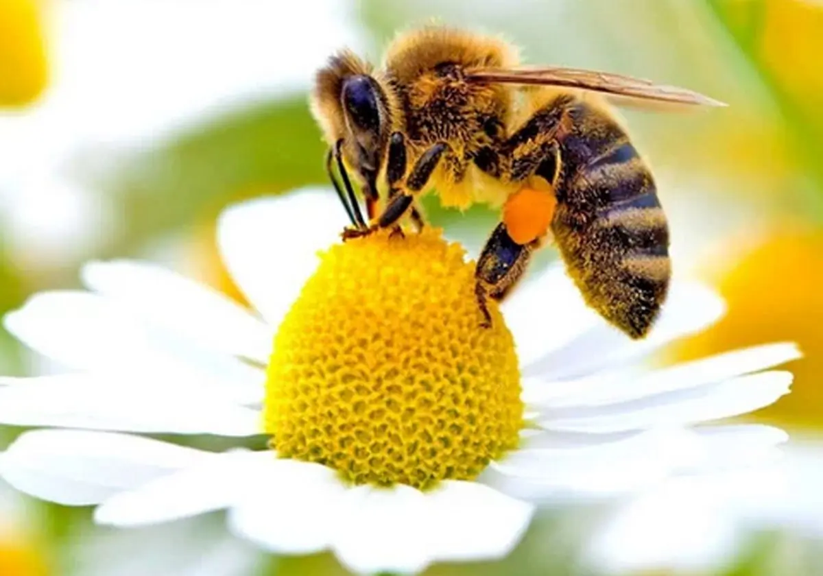 
معجزه زنبور عسل را نباید دست کم گرفت!