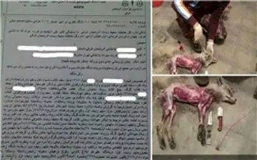 عاملین کشتار بی‌رحمانه 3 گرگ و 7 روباه در شبستر محکوم شدند