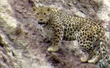 وحشت در لالی خوزستان/ نگراین مردم از حمله پلنگ