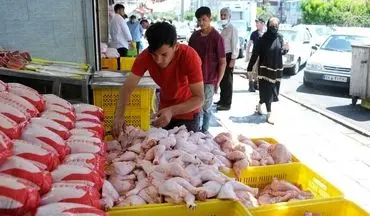 کاهش قیمت مرغ در بازار ؛ جدیدترین قیمت‌ ها را ببینید | تولیدکنندگان مرغ در انتظار حمایت دولت