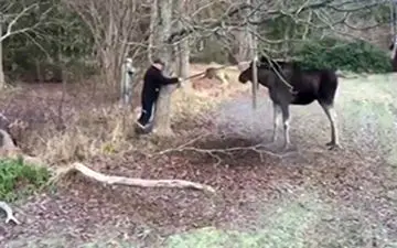 نجات یک گوزن از بین شاخه‌های درختان + فیلم