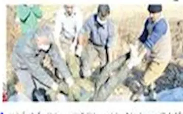 جسد کبود دزد گمشده در شالیزار 