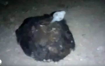 پیدا شدن جانور عجیب الخلقه در ایستگاه متروی متروکه! 