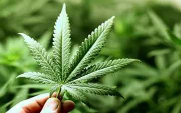 وقتی وکیل رئیس جمهور آمریکا ماری جوانا پرورش می‌دهد + فیلم 