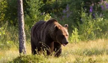 شهروند مهابادی با حمله خرس روانه بیمارستان شد/ چراغ قوه جان او را نجات داد