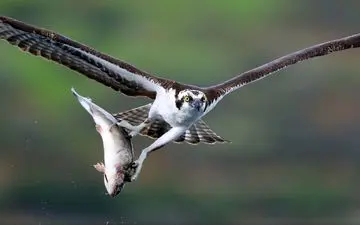 عکس منتخب نشنال جئوگرافیک | لقمه بزرگ تر از چنگال