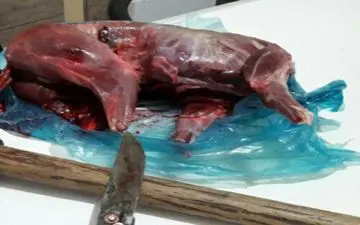 دستگیری شکارچی متخلف در ثلاث باباجانی