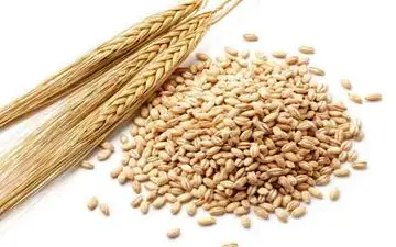 خواص جو برای سلامتی و لاغری