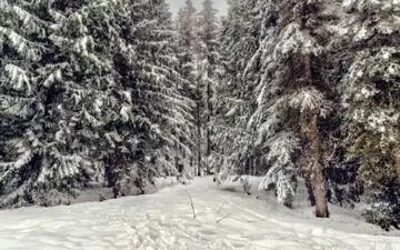 زیر 11 ثانیه راسو پنهان در تصویر رو ببینم می تونی پیدا کنی!