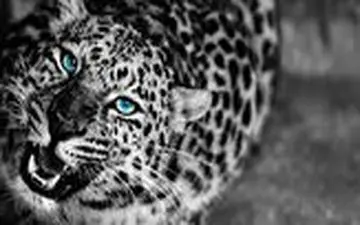 فرار پلنگ به بالای درخت از ترس چند سگ‌ وحشی 