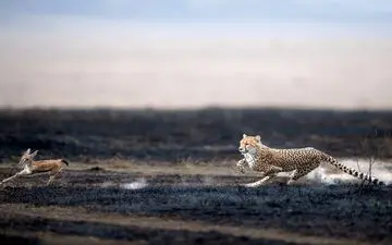  عکس منتخب نشنال جئوگرافیک | چرخه حیات