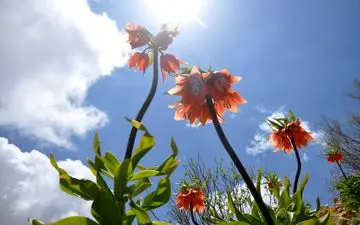 گل‌های رنگارنگ  و لاله‌های واژگون زیبا گهواره به روایت تصویر