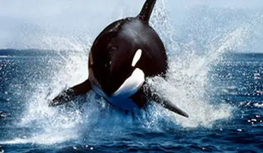 پناه بردن شگفت انگیز بچه شیر دریایی به یک قایق تفریحی از دست نهنگ‌های قاتل