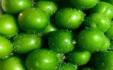 ممنوعیت مصرف گوجه سبز برای این افراد!/ جدی بگیرید