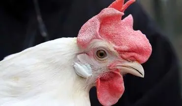 پرده برداری از چرایی ظهور مرغ ۲۰ هزار تومانی در بازار 