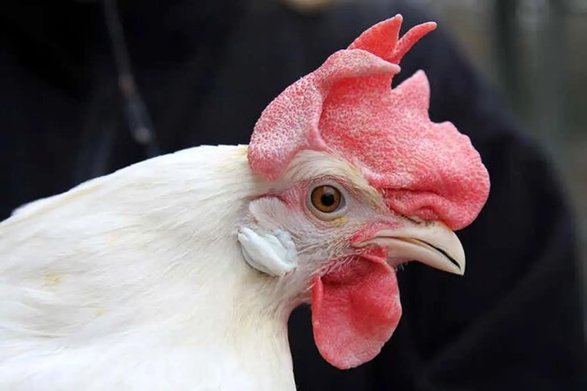 پرده برداری از چرایی ظهور مرغ ۲۰ هزار تومانی در بازار 