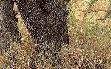 آیا می‌توانید حیوان پنهان درون این عکس را تشخیص دهید؟ / تست تصویری تیزبینی