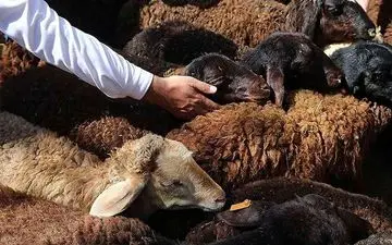 

قیمت دام زنده امروز ۲۱ فروردین ۱۴۰۴ + جدول
