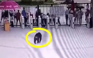 ضربه فنی کارگر باغ وحش توسط شامپانزه رزمی کار! 