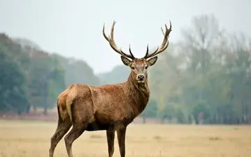 کمک گرفتن گوزن مادر از انسان برای نجات بچه‌اش + ویدئو حیرت آور