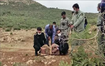 12 قطعه کبک وحشی در طبیعت رهاسازی شدند