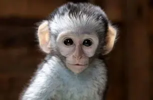 ویدیو عجیب؛ پرستش یک میمون توسط مردم هند! + ویدئو