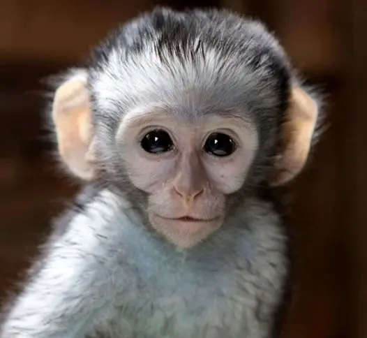 ویدیو عجیب؛ پرستش یک میمون توسط مردم هند! + ویدئو