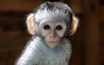 ویدیو عجیب؛ پرستش یک میمون توسط مردم هند! + ویدئو