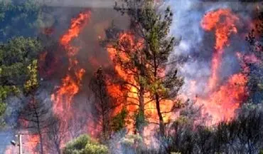 آتش دوباره در جنگل های ماسال برافروخته شد