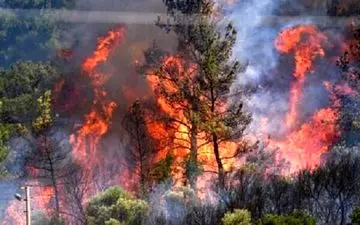 آتش دوباره در جنگل های ماسال برافروخته شد