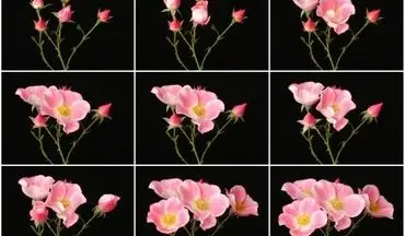 تایم لپسی از باز شدن شکوفه‌‌ گل‌ها +فیلم 