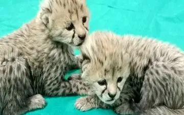  «توران» و «آذر» به خانه برگشتند/ امید به افزایش زادآوری یوزها 