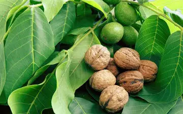 ضررهای مصرف گردو که نمی دانید