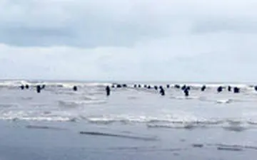 صید صبحگاهی ماهی‌سفید در دهانه رودخانه فریدونکنار