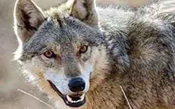 حمله خونین گرگ به 5 زن و مرد در تفرش !