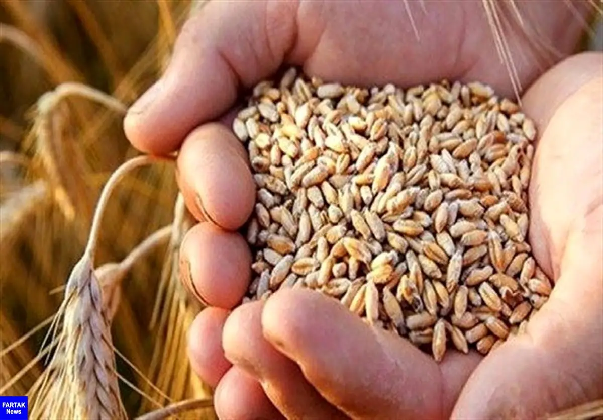 قیمت جهانی گندم کاهش یافت