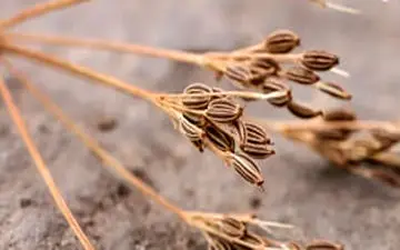 ارزش غذایی زیره سیاه