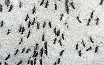 طرز تهیه همبرگر پشه در آفریقا! + فیلم