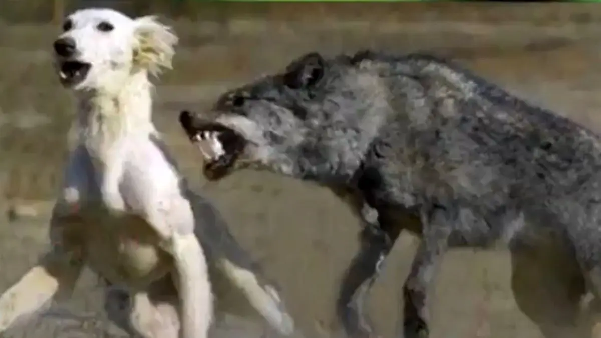 حیات وحش | شکار بره وحشی توسط گرگ جلوی چشمان مادرش ! + ویدئو