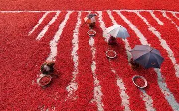 تصویری خاص از برداشت فلفل قرمز