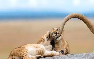  عکس منتخب نشنال جئوگرافیک | بازی