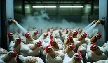 ایران برای عراق و افغانستان بسته یارانه ای فرستاد