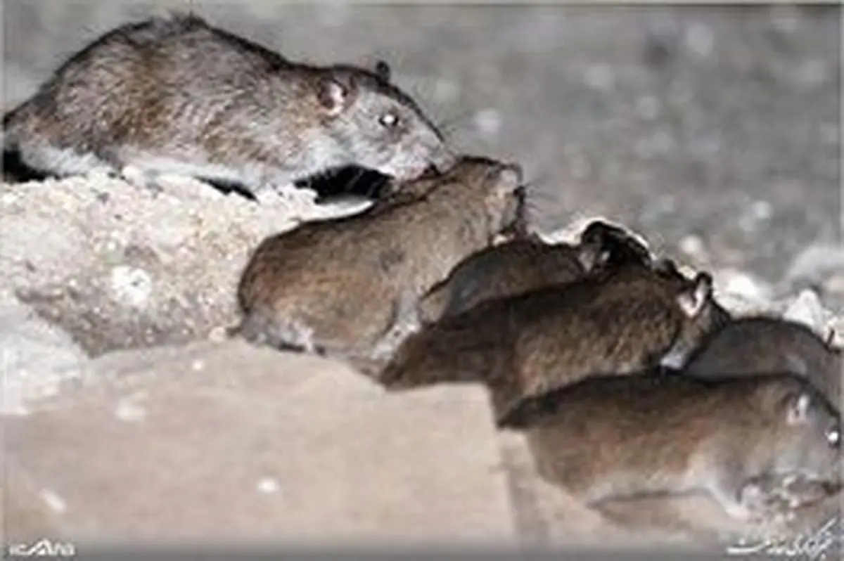 موش‌های آدمخوار در انتظار زلزله تهران / پایتخت چه تعداد موش دارد؟
