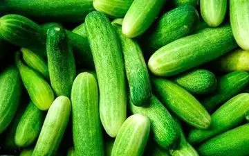 رازهای نهفته در دل خیار | خیار، معجزه ی سبز سلامتی